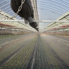 武雄市のちんげん菜