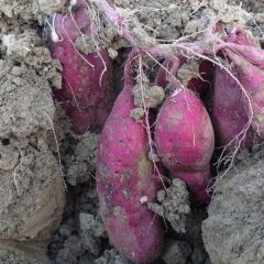 紅はるか、ふるさと納税始まりました！