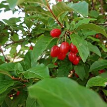 自動販売機６月限定商品