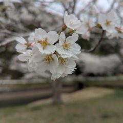 4月の出店情報☆